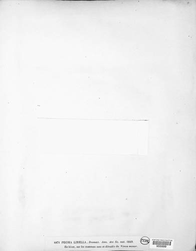 Phomopsis lirella image